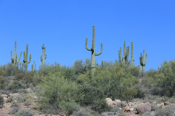 Cactus on a hill