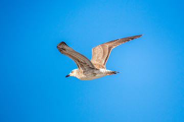 Fototapeta premium Seagull flying in the clear blue sky with open wings