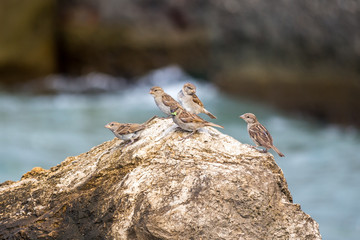 sparrows perched on a rock, against blue sea