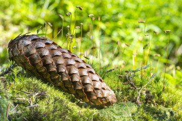 Pine cone fall from trees on green fresh moss in forest