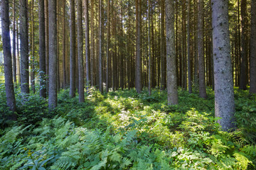 Deep moss forest trees. Nature green wood sunlight backgrounds.