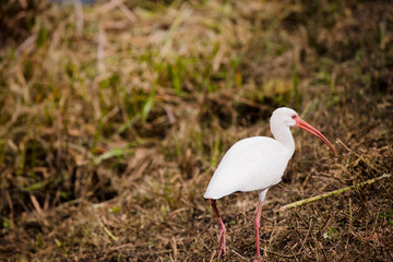 Bird in Everglades National Park