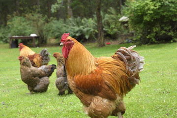 A rooster walking on green grass with chickens in background, picture from Sweden.