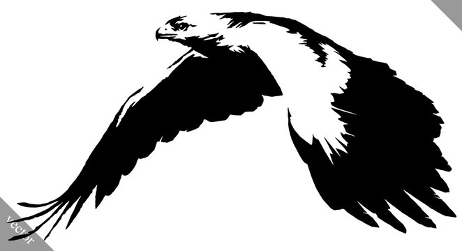 black and white paint draw eagle bird vector illustration