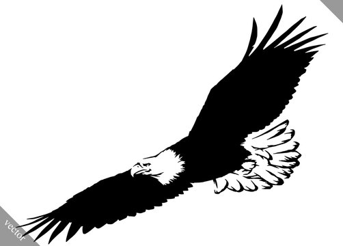 black and white paint draw eagle bird vector illustration