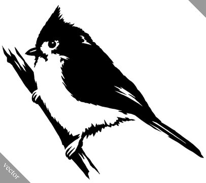 black and white paint draw cardinal bird vector illustration