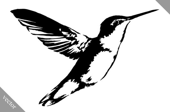 black and white paint draw eagle hummingbird vector illustration