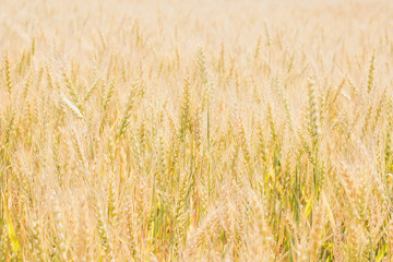 Sunny field of wheat