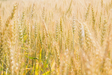 Fototapeta premium Sunny field of wheat