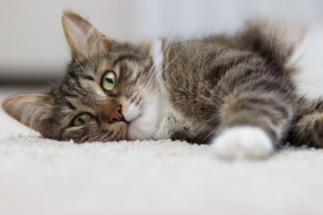 cat with green eyes lying on the carpet