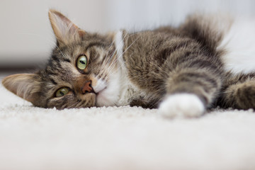 cat with green eyes lying on the carpet