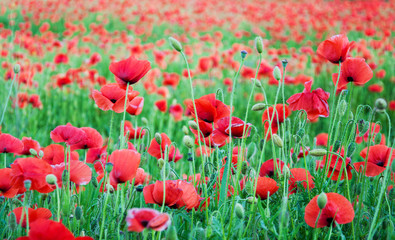 meadow with beautiful  red poppy flowers