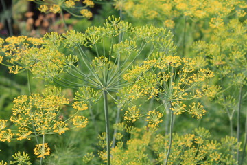 Садовые цветы летом