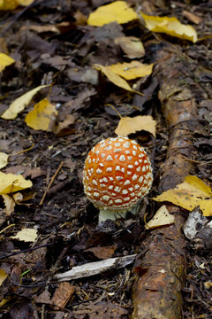 Fly agaric. Forest mushroom. 