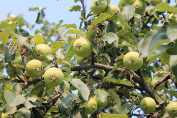 Растущие Зеленые яблоки