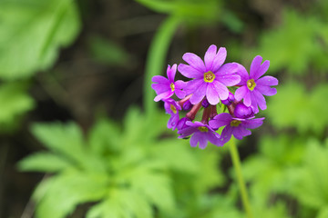 オオサクラソウ(Primula jesoana)