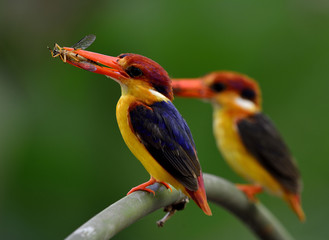 Pair of Black-backed Kingfisher (Ceyx Erithaca) standing on the