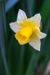 Fototapeta premium 水仙の花