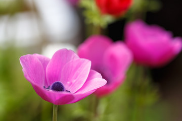 アネモネの花