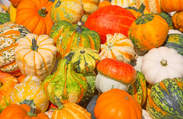 Colorful pumpkins
