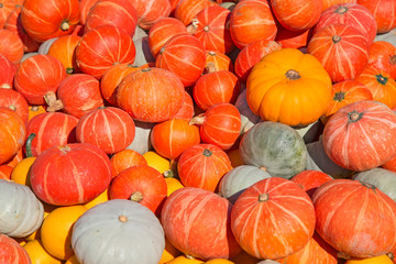 Colorful pumpkins