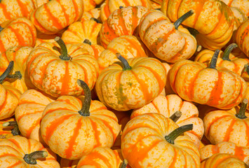 Colorful pumpkins