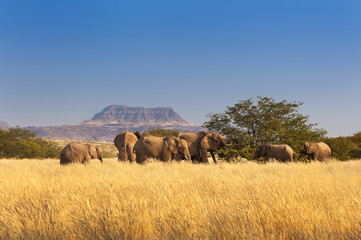 Herd of Elephants in Sossusvlei, Namibia - obrazy, fototapety, plakaty