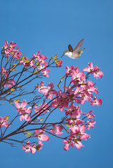 Beautiful pink blossom and birds flying in blue sky