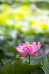 Obraz premium 蓮の花
