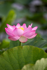 蓮の花