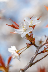 桜の花