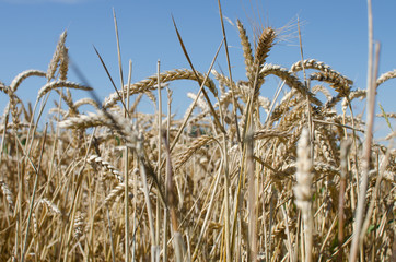 épi de blé et ciel d'été