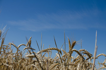épi de blé et ciel d'été
