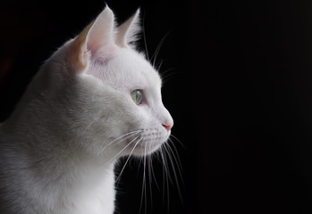 Kedi