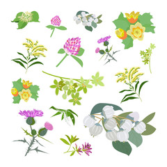 Fototapeta premium Honey planty set