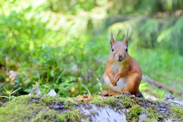 Cute squirrel looking at the camera