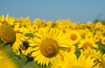 Fototapeta premium Sunflowers field under clear sky. Bright helianthus