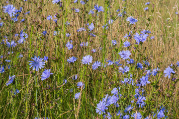 Chicory flowers in the field