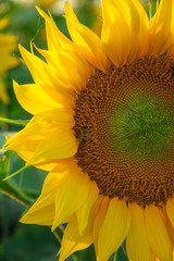 Organic sunflower
