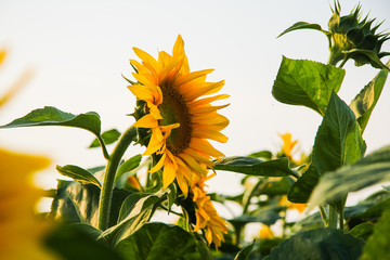 Organic sunflower