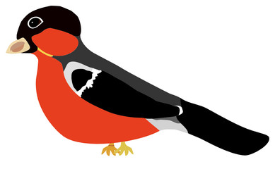 Bullfinch