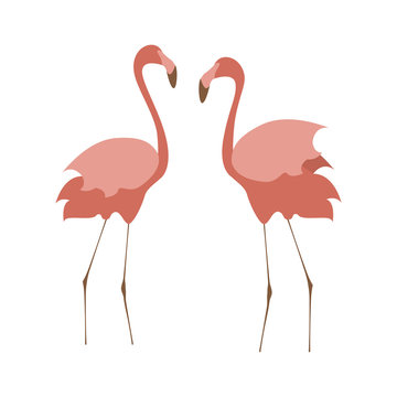 Illustration of pink flamingo