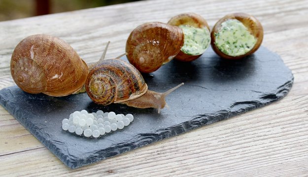 Weinbergschnecken f&uuml;r Feinschmecker