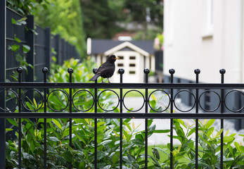 Amsel auf Gartenzaun