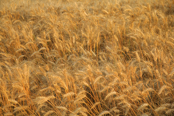 Organic wheat field