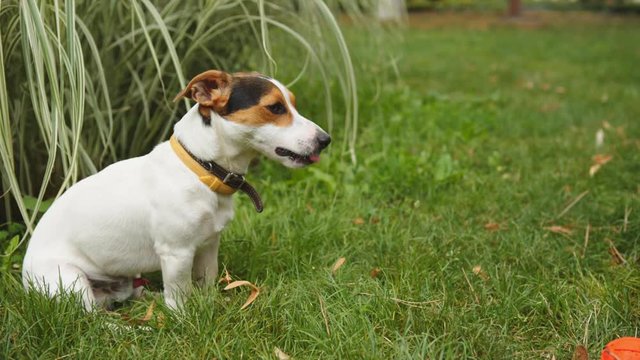 Small dog breeds Jack Russell Terrier sitting on a green grass with his tongue hanging out on a summer day