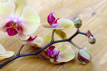 Orchidea phalaenopsis