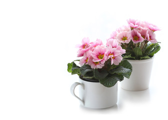 Pink Primula flowers background
