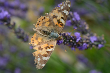 Butterfly on lavender