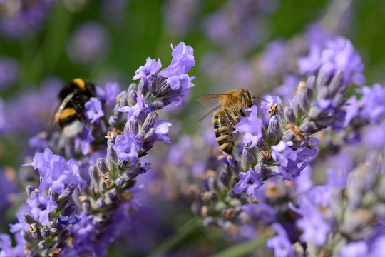 Bee and bumblebee on Lavender